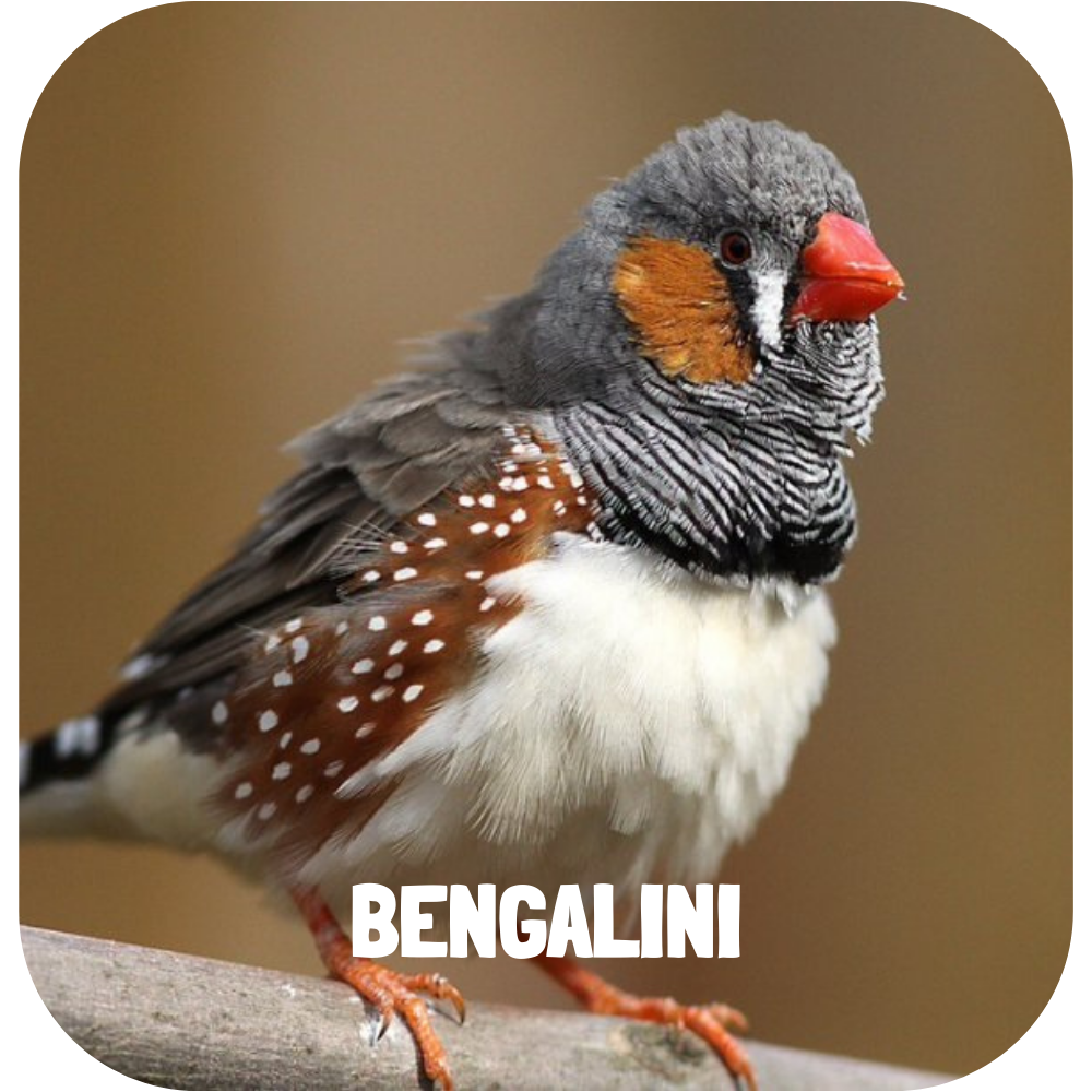 bengalini_foto