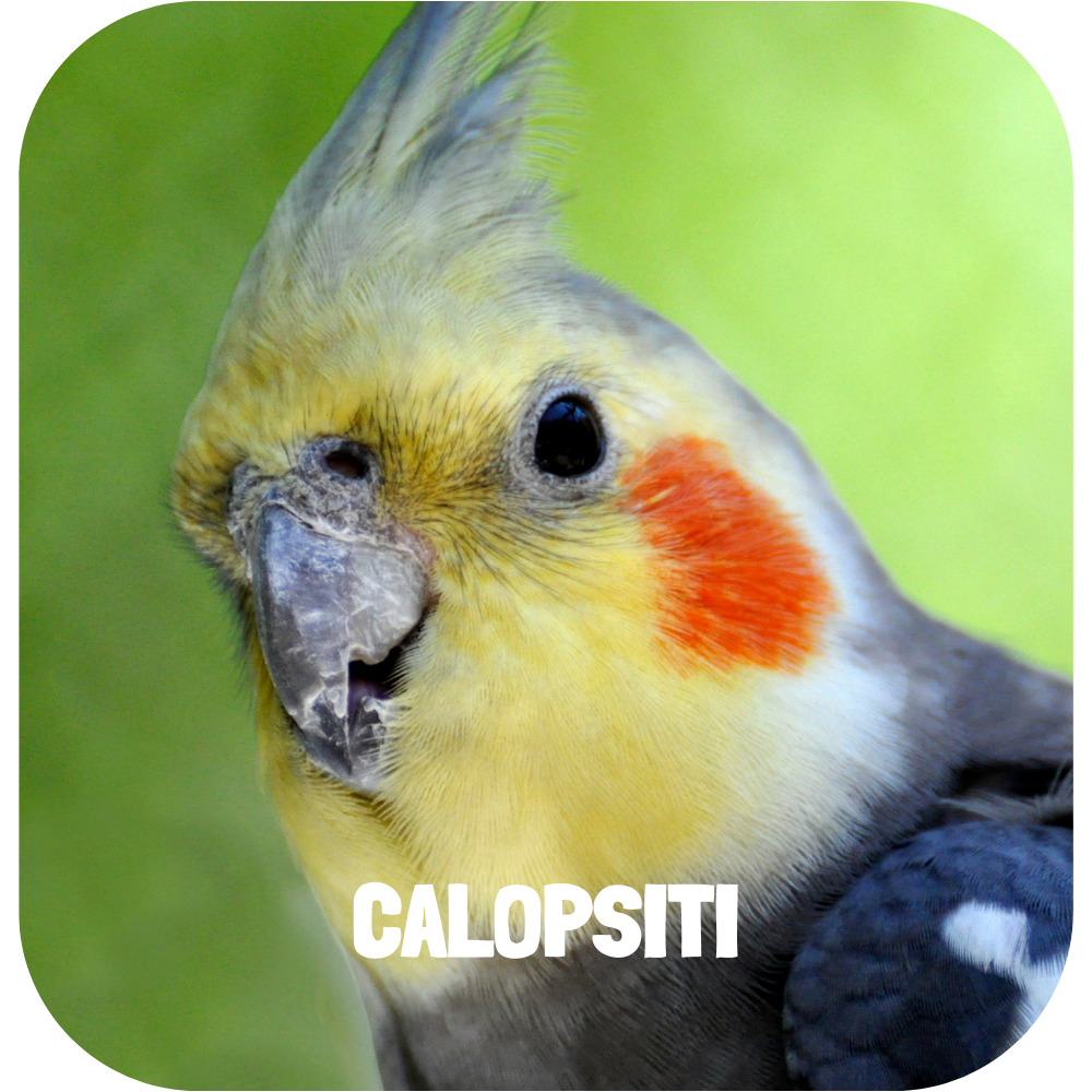 calopsiti_foto