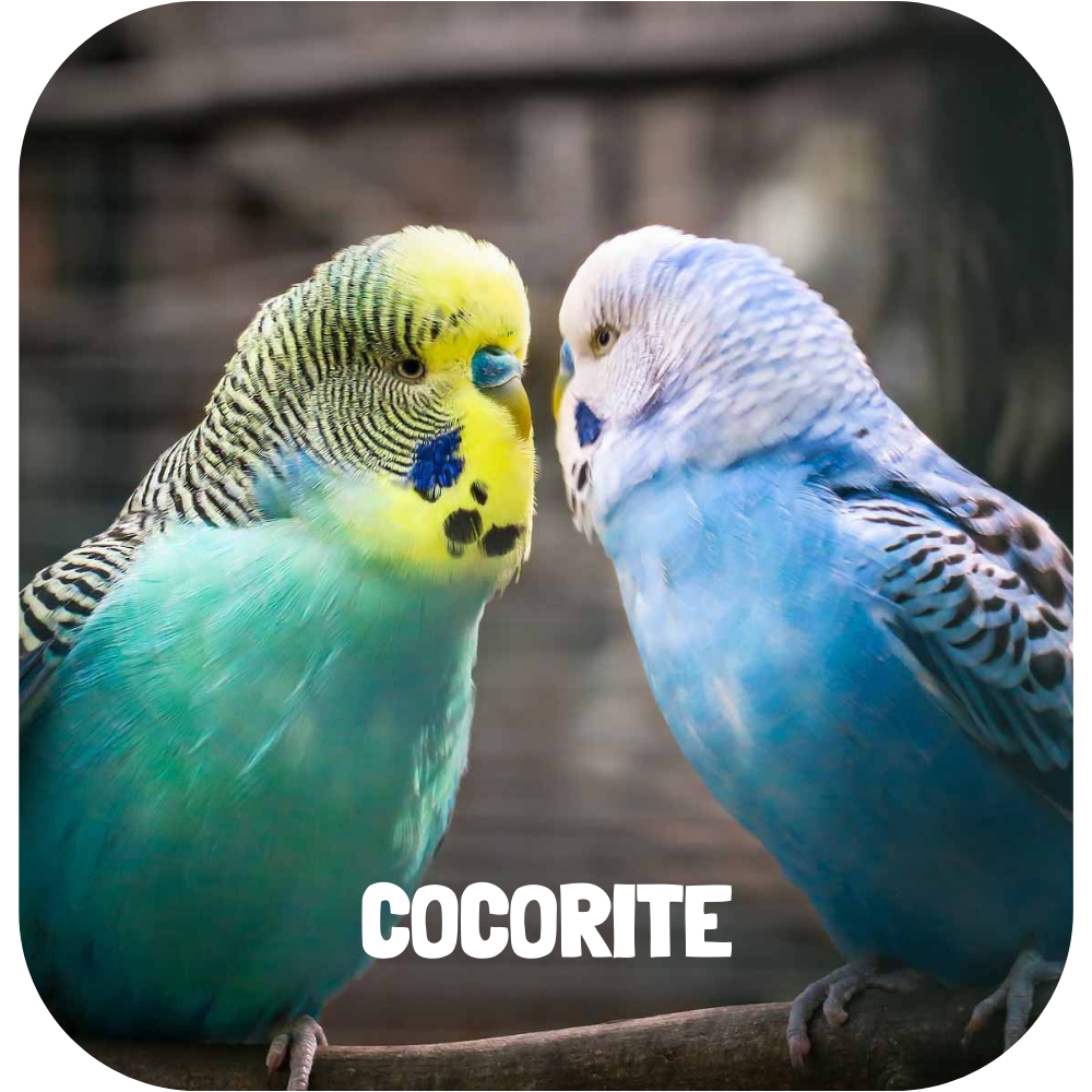 cocorite_foto