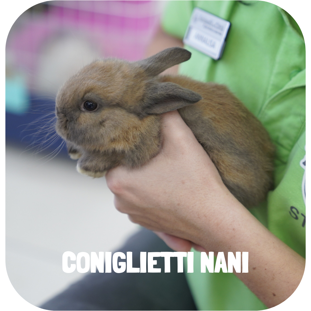 coniglietti_nani_foto