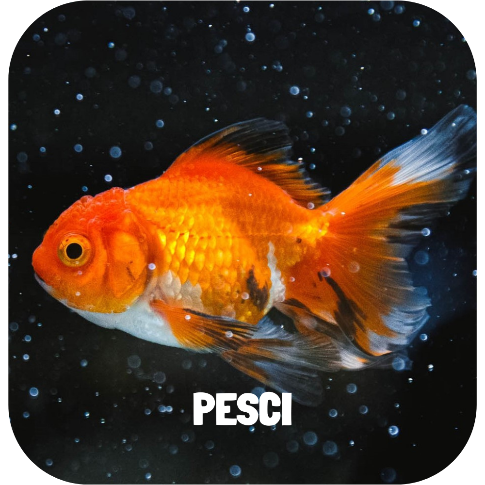 pesci_grafica