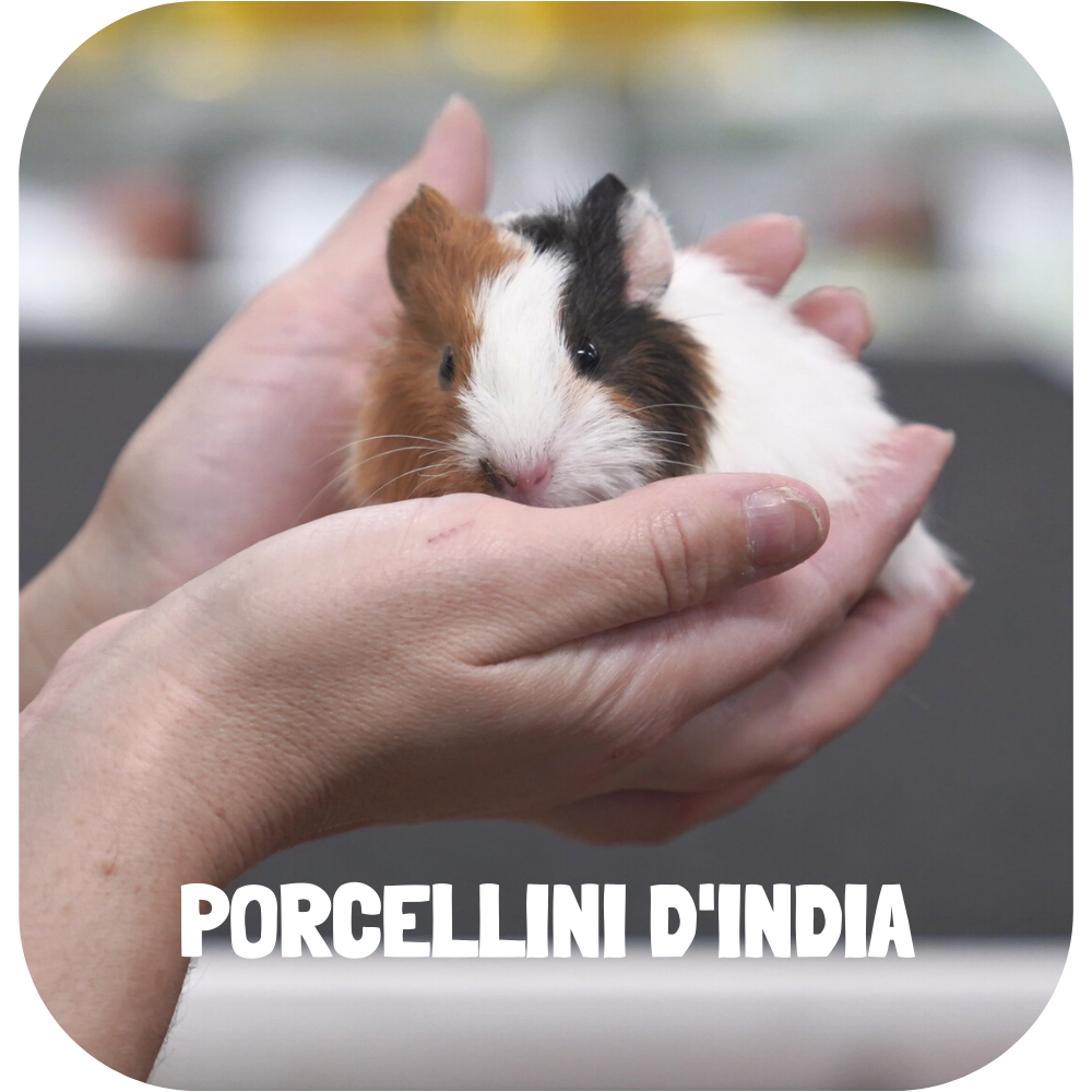 porcellini_india_foto