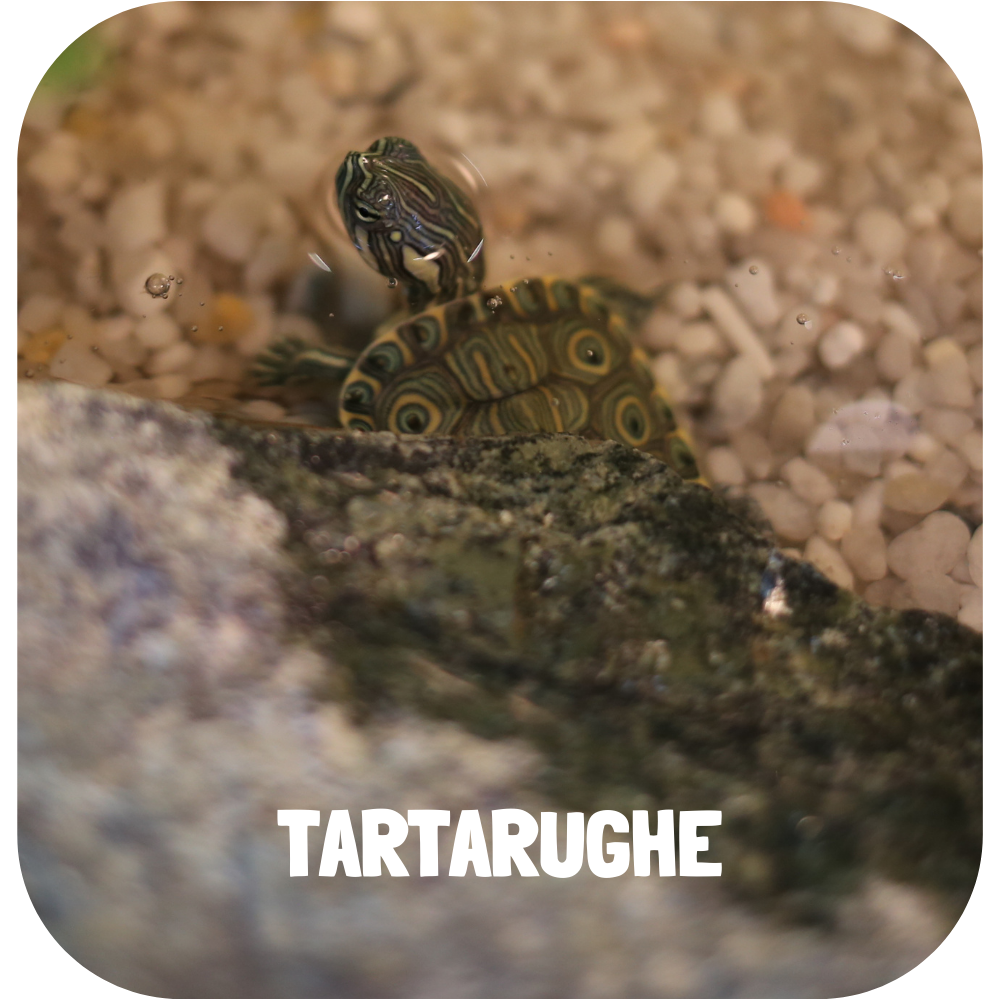 tartarughe_foto