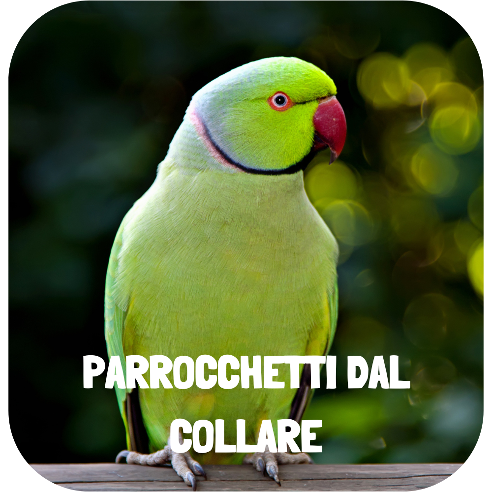 GRAFICHE SITO ANIMALI IN CITTA'