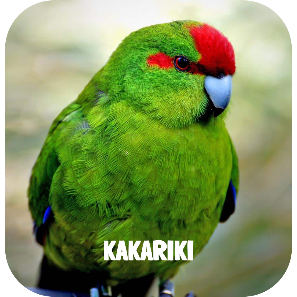 kakariki
