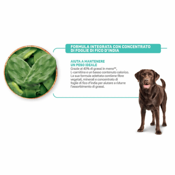 Natural Trainer Dog Specialty Nutrition Light in Fat Medium&Maxi Adult Tacchino - 12 kg - immagine 4