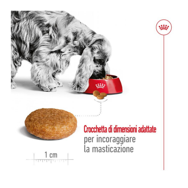 Royal Canin Dog Medium Adult - 4 kg - immagine 5
