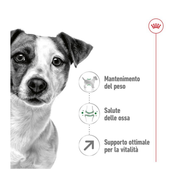 Royal Canin Dog Mini Adult 8+ - 2 kg - immagine 3