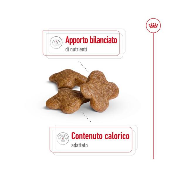 Royal Canin Dog Mini Adult 8+ - 2 kg - immagine 4