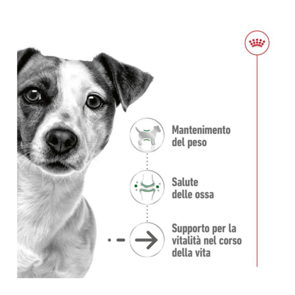 Royal Canin Dog Mini Ageing 12+ - 1,5 kg - immagine 3
