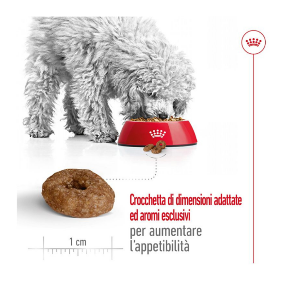 Royal Canin Dog Mini Ageing 12+ - 1,5 kg - immagine 5