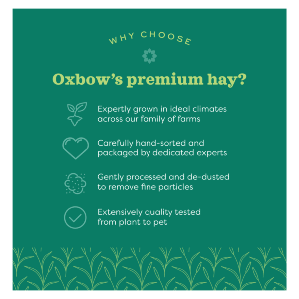 Oxbow Alfalfa Hay - 1,13 kg - immagine 4