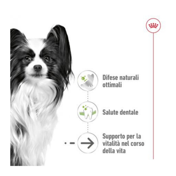 Royal Canin Dog X-Small Ageing 12+ - 1,5 kg - immagine 3