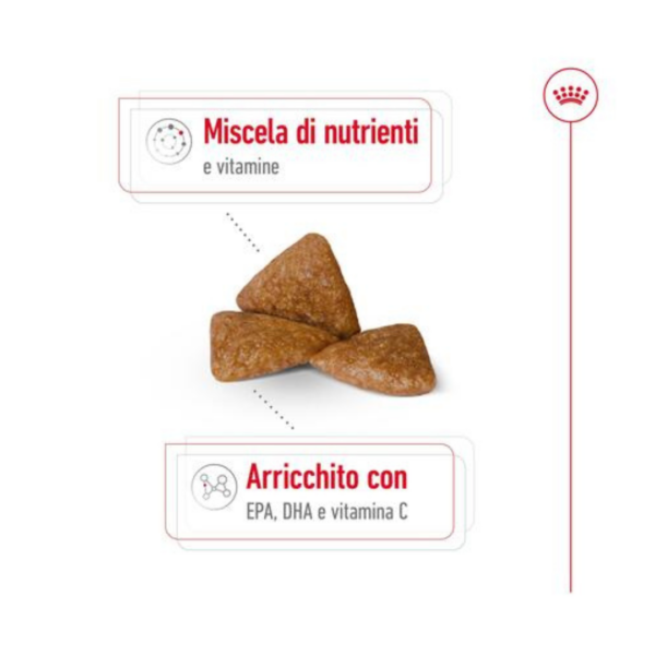 Royal Canin Dog X-Small Ageing 12+ - 1,5 kg - immagine 4