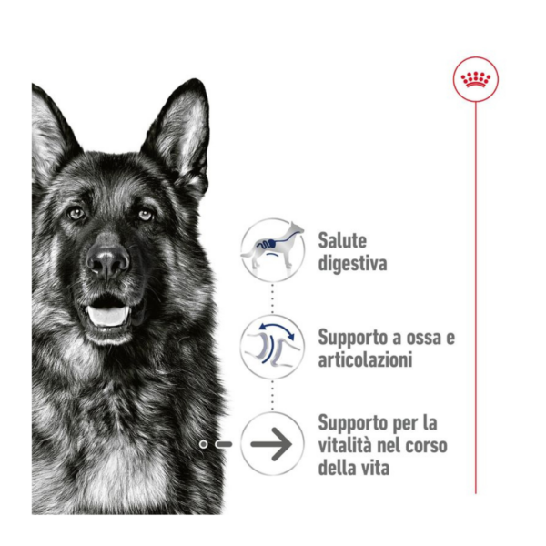 Royal Canin Dog Maxi Ageing 8+ - 10X140 g - immagine 4