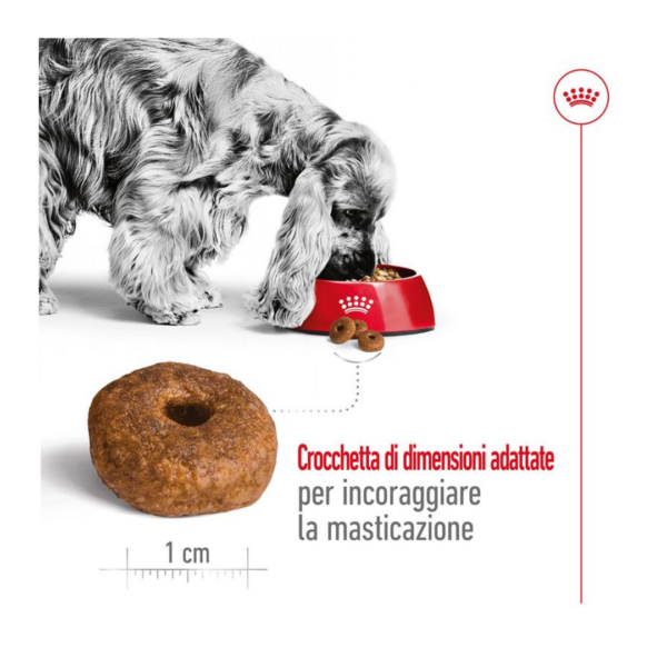 Royal Canin Dog Medium Ageing 10+ - 3 kg - immagine 5