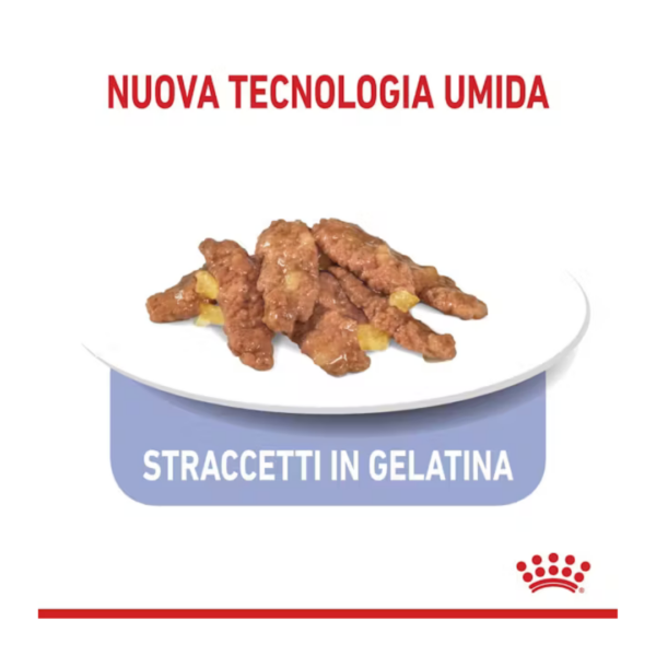 Royal Canin Cat Indoor Straccetti in Gelatina - 12X85 g - immagine 5