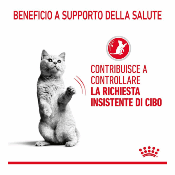 Royal Canin Cat Apetite Control Care Fettine in Salsa - 12X85 g - immagine 5