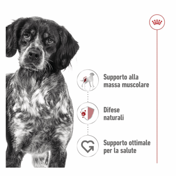 Royal Canin Dog Medium Adult Lattina - 410 g - immagine 4